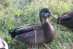 Anas rubripes × platyrhynchos