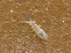 Entomobryoidea