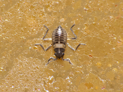 Microvelia chilena
