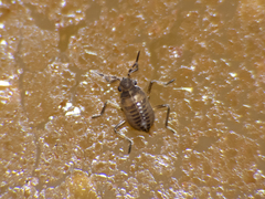 Microvelia chilena