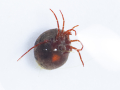 Hydrachnidae