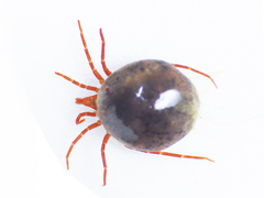 Hydrachnidae