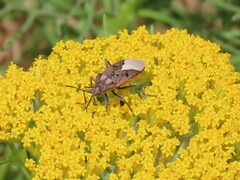 Spilostethus pandurus elegans