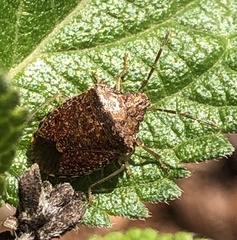 Dryadocoris apicalis