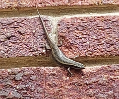 Trachylepis punctatissima