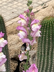Bombus terrestris canariensis