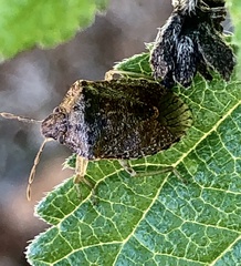 Dryadocoris apicalis