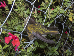 Sephanoides sephaniodes