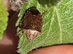 Dryadocoris apicalis