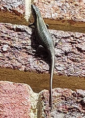 Trachylepis punctatissima