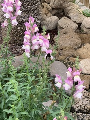 Bombus terrestris canariensis
