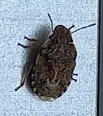 Sciocoris