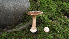 Amanita pantherina