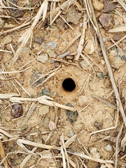Ptilothrix bombiformis