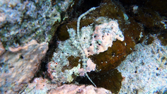 Corythoichthys haematopterus