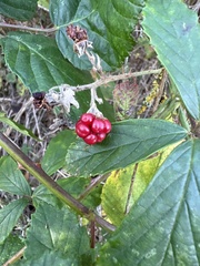 Rubus idaeus