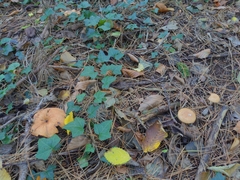 Paralepista flaccida