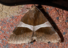 Dysgonia constricta