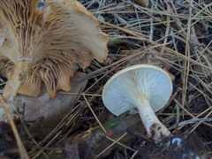 Paralepista flaccida