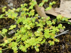 Hydrocotyle foveolata