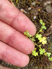 Hydrocotyle foveolata