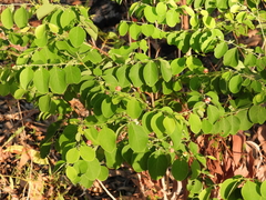 Breynia oblongifolia