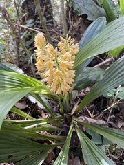 Calanthe formosana