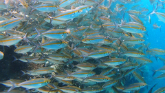 Selaroides leptolepis