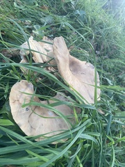 Infundibulicybe gibba