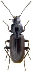 Agonum fuliginosum