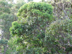 Mangifera