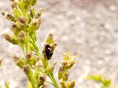 Ochrimnus lineoloides