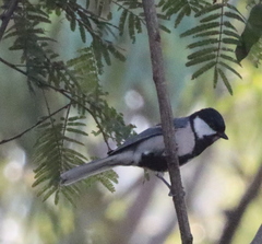 Parus cinereus