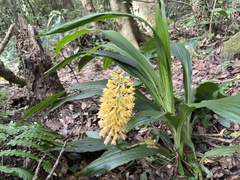 Calanthe formosana