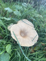 Infundibulicybe gibba