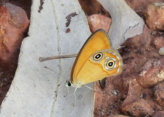 Hypocysta adiante antirius