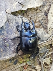 Typhaeus typhoeus
