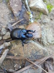 Typhaeus typhoeus