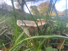 Infundibulicybe gibba