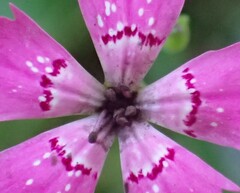 Microbotryum dianthorum