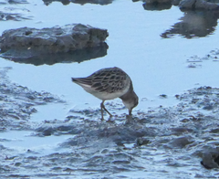 Calidris acuminata