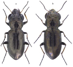 Notiophilus palustris