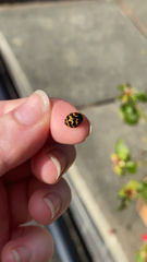 Harmonia axyridis