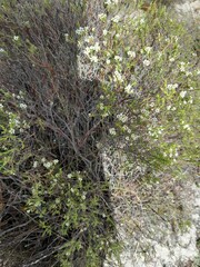 Diosma oppositifolia