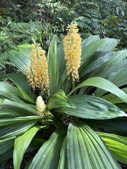 Calanthe formosana