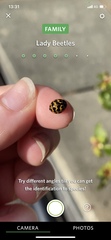 Harmonia axyridis