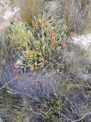 Protea acaulos