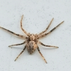 Philodromus aureolus