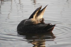 Anas rubripes × platyrhynchos