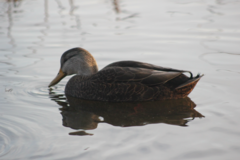 Anas rubripes × platyrhynchos